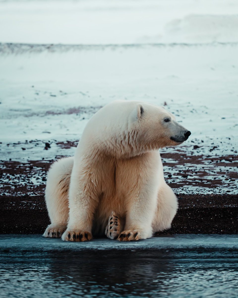 TheChrisHau's tweet photo. Svalbard Polar Bear Mission Complete ✅ https://t.co/nFTbnuwzgD