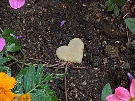 doyascience's tweet photo. 牛乳や豆乳で作ったプラスチックは、土に埋めると微生物が分子レベルで分解してくれます。黒くぼろぼろになったり、とけたり・・・最後は水と二酸化炭素になってしまいます。手作りできるプラスチックのワークショップは大阪市立科学館で！（亜）https://t.co/4P8o5yMh0x https://t.co/Mmyeik4Ug4