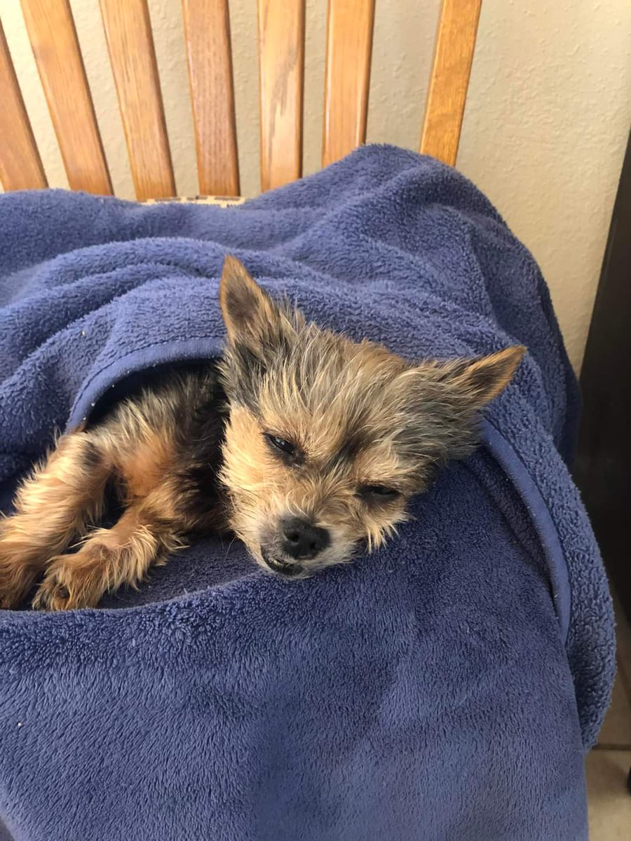 Today, Gidget Joy 14 Birthday.  She is so precious ❤️🐾