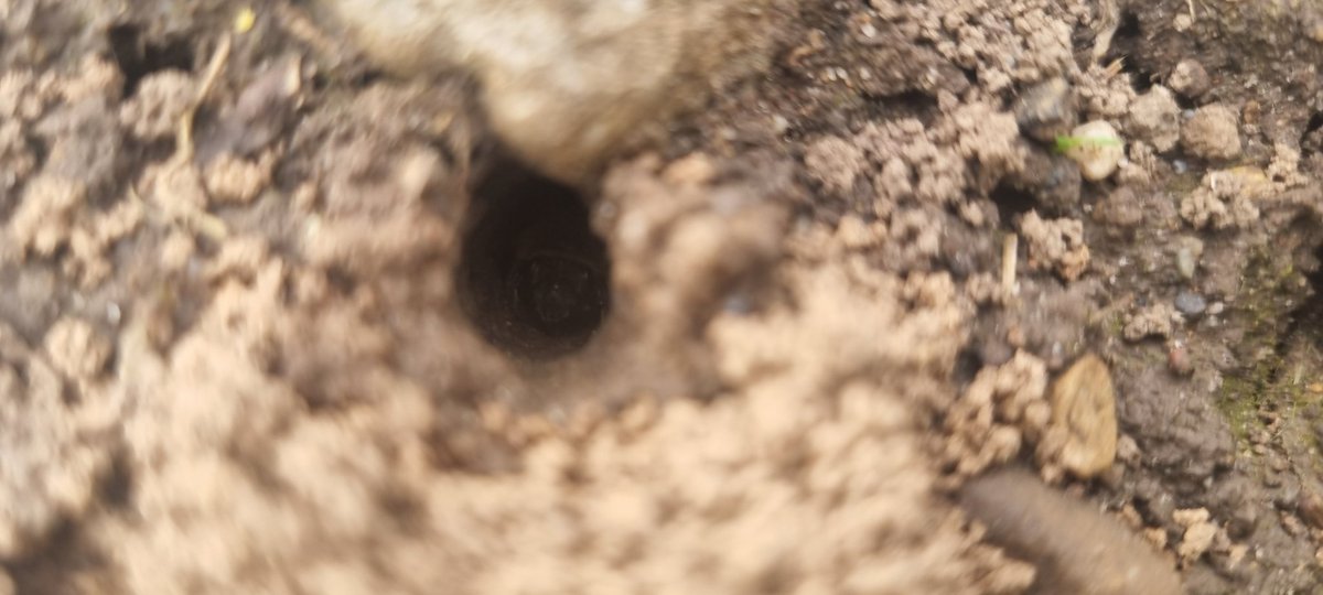 When you're asked to turn over a flower bed , but, the bees have moved in for winter! Nope, they are staying their I love their work. <a href="/BumblebeeTrust/">Bumblebee Conservation Trust</a> <a href="/North_Wales_WT/">North Wales Wildlife Trust</a> <a href="/ChrisGPackham/">Chris Packham</a> <a href="/IoloWilliams2/">Iolo Williams</a>