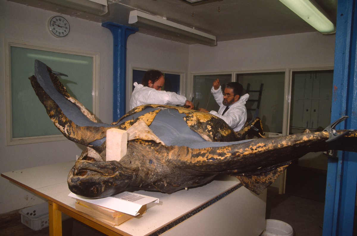 NatHistConservation tweet media