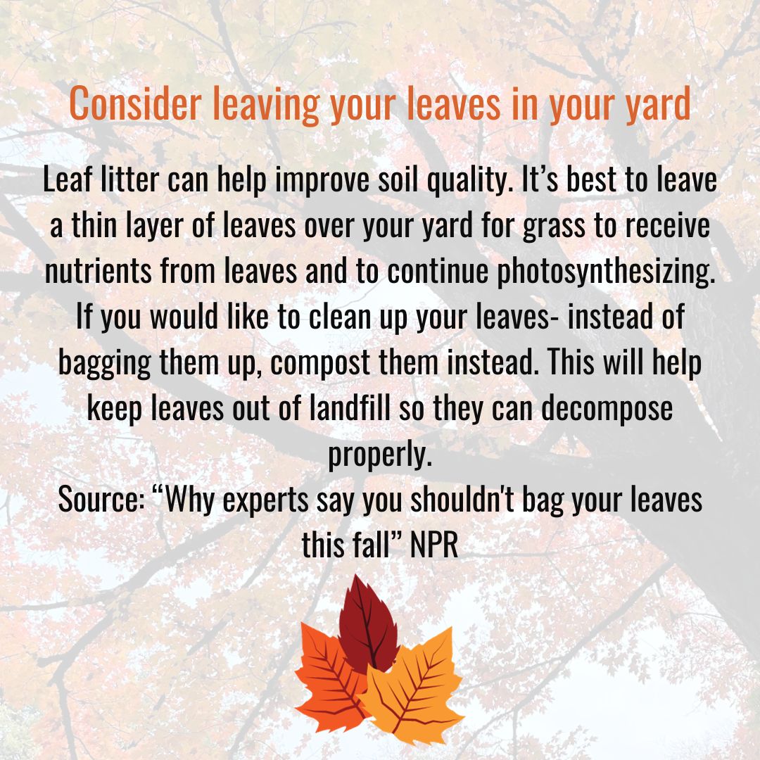 Why experts say you shouldn't bag your leaves this fall : NPR