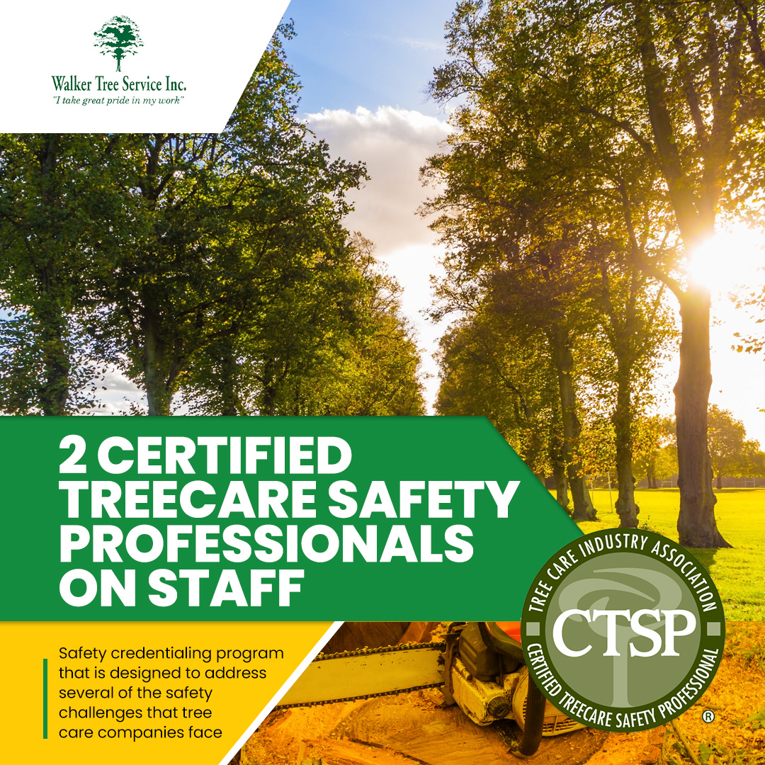 TreeWalker's tweet image. When it comes to tree care, settle for nothing less than the best! You can have peace of mind knowing that every step of the tree care process is executed with strict adherence to safety protocols.
#LocalBusiness #NorthoftheRiver #ExperiencedTreeService #TreePruning