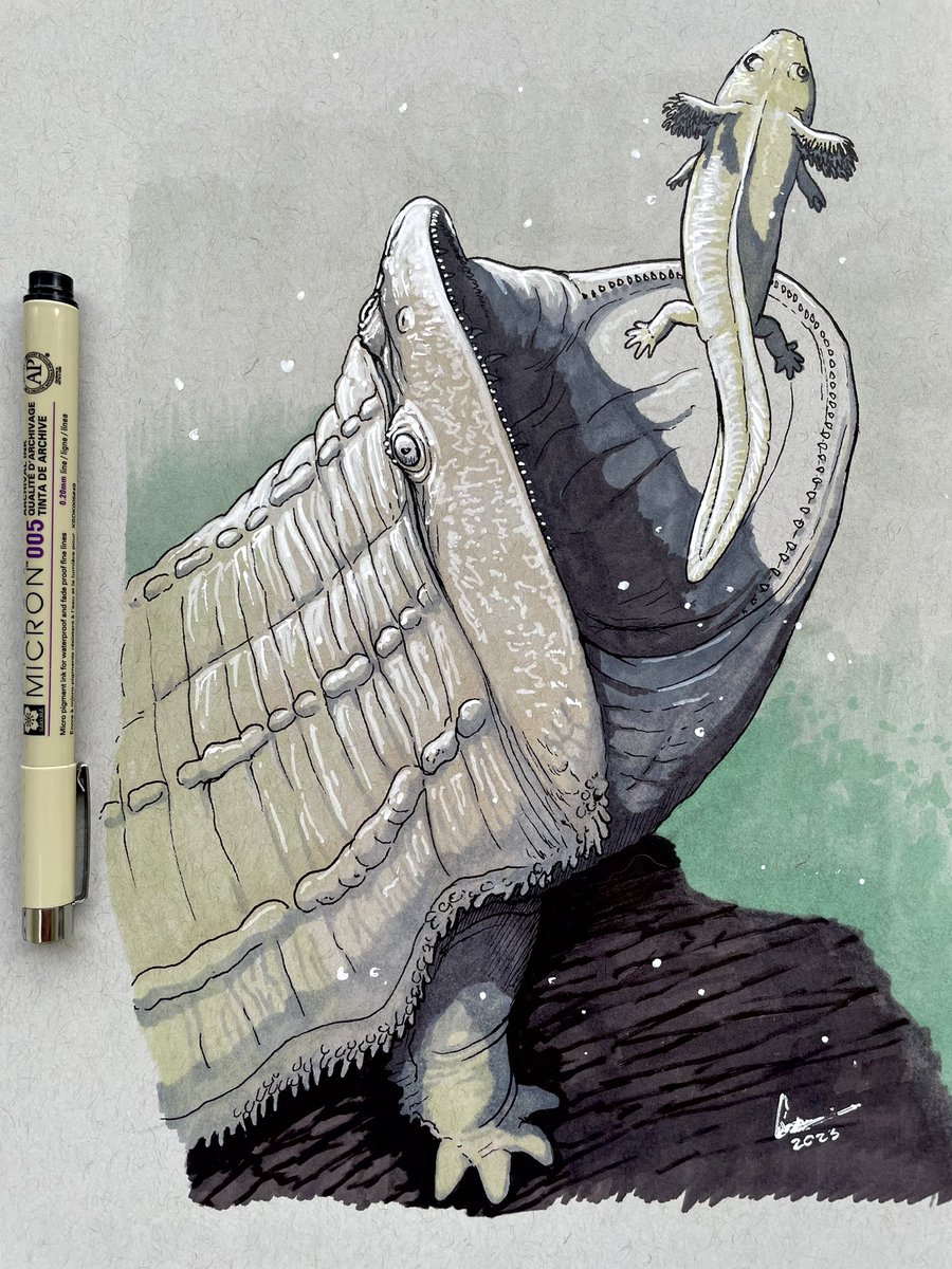 There is a monster at the bottom of the lake

Gerrothorax about to munch on a hypothetical capitosaur larvae. Late Triassic of Europe. Day 9 of my Ink-Marker sketches