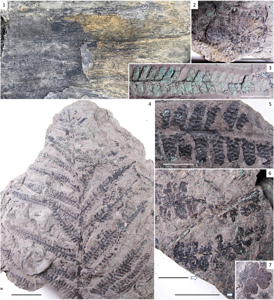 AsiaPaleofloras's tweet photo. A detailed #stratigraphic and #taphonomic reassessment of the late #Paleozoic #fossil #flora from Promontory Butte, #Arizona
https://t.co/zGVmHcG0j3 https://t.co/IdhcW8VFNL