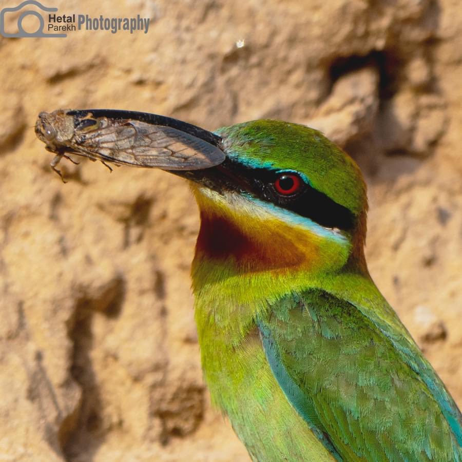 Blue-tailed Bee-eater Merops philippinus #BBCWildlifePOTD #birdphotography #BirdsOfTwitter #BirdsPhotography #BirdsSeenIn2023 #bnhs #dailypic #IndiAves #natgeoindia #NaturePhotograhpy #NifFeature #nikonphotography #SHUTDOWN #ThePhotoHour #TwitterNatureCommunity