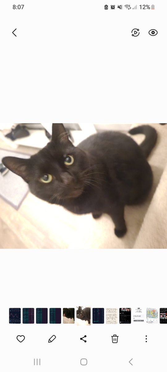 Christalball93's tweet photo. @MissyBBBobtail Meet my bombay cat. #catsoftwitter #AMCPets #AMC https://t.co/txmc6w0u3h