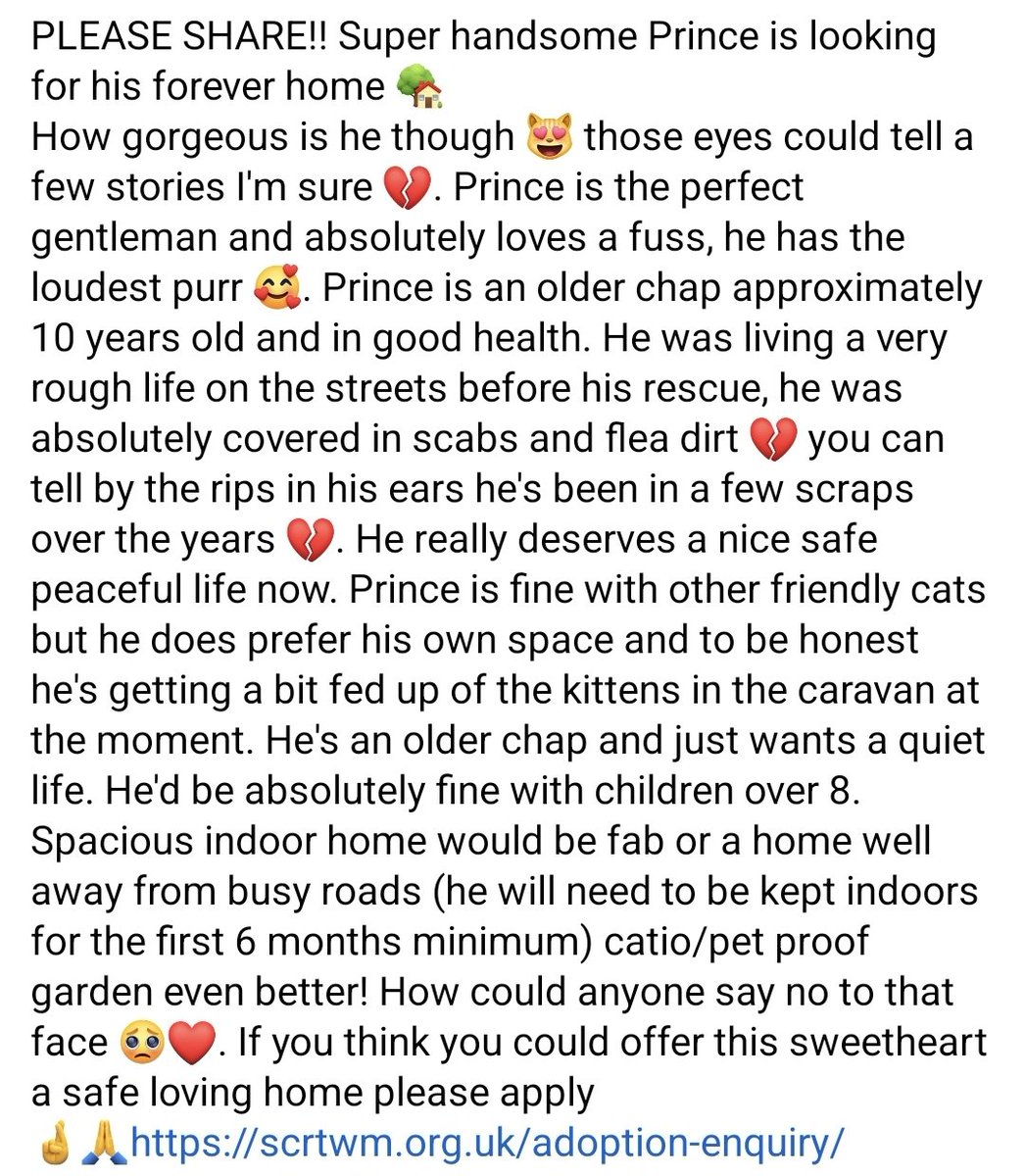 StrayCatsWM's tweet photo. PLEASE SHARE!! Super handsome Prince is looking for his forever home 🏡 ❤.
 If you think you could offer this sweetheart a safe loving home please apply.
Full info in pic ⬇️
🙏https://t.co/OcAYKwe2dA https://t.co/jZNPZYTXE3