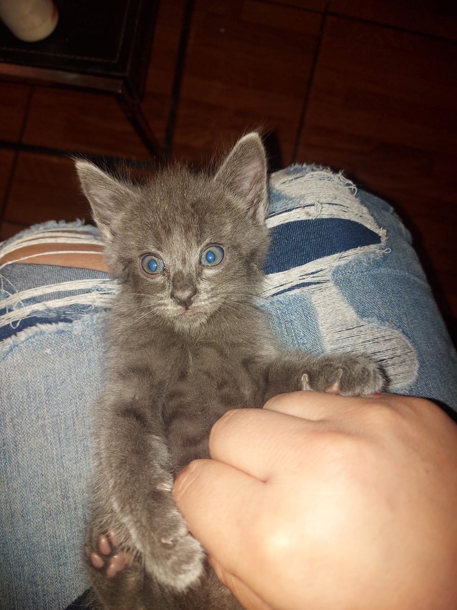 Los bebés necesitan sobrecitos, mi amiga a intentado con leche pero quedan con hambre y con comida molida pero no quieren, porfa necesitan comer latitas o sobres 🙏están recién rescatados. Ayuda porfa🥺🙏
Solange Palacios
Banco estado
Cuenta rut
17376209-7