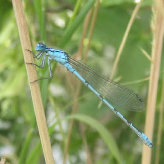 bloglezer's tweet photo. Haiku van de dag: thema: moment
Een grote juffer
klemt zich vast aan een stengel
vleugels in de wind
#haiku #haikuchallenge #poem #poetry #gedicht #dragonfly #moment #life #NaturePhoto #naturephotography #naturelover #naturelovers #NatureBeauty #NatureBeautiful #wind #juffer https://t.co/9djaxVOXfX