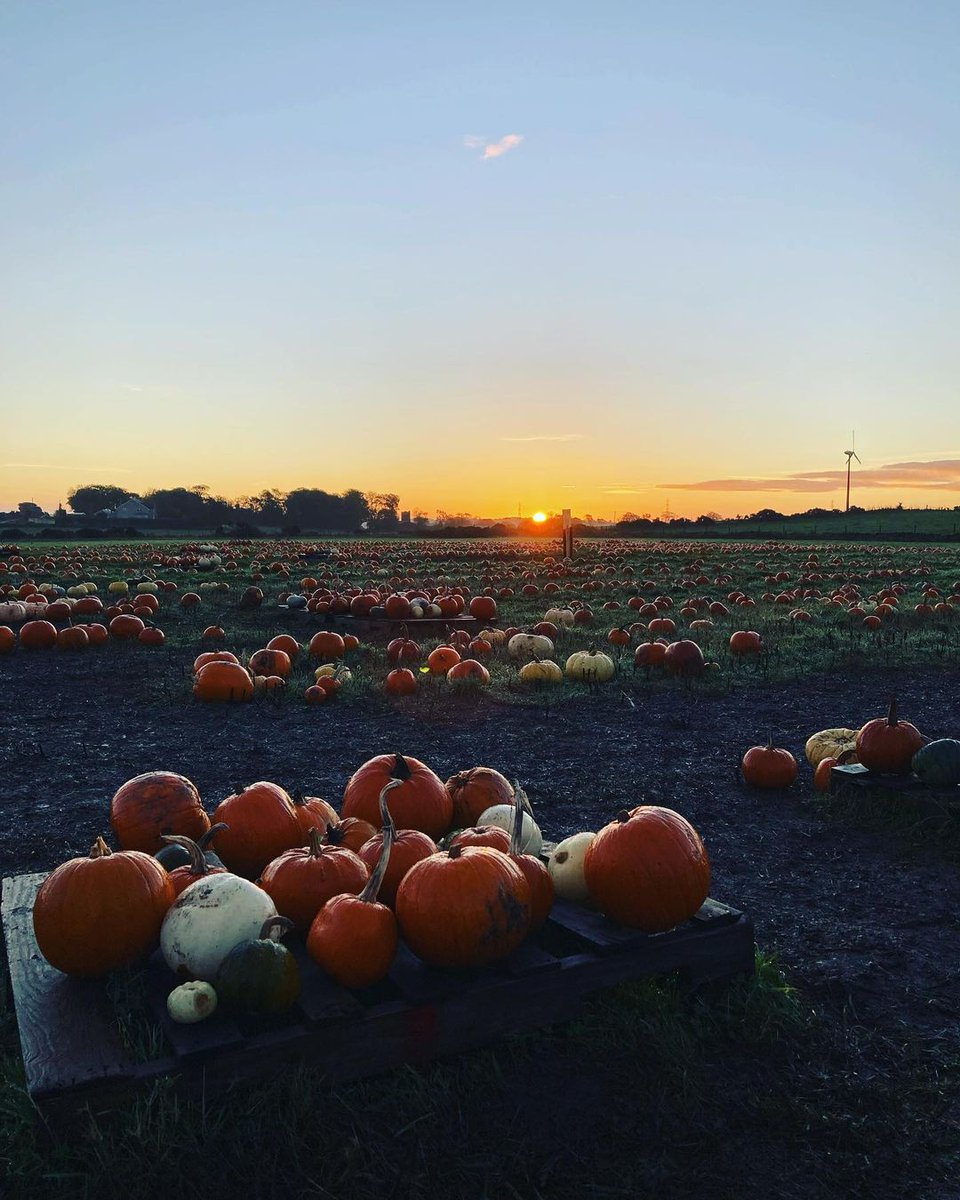 Provenance Festival 2023 may have come to an end but there's still time to get involved in some of the fun! Don't miss your chance to enter our fantastic competition with Udny Pumpkins 🎃 TO ENTER, follow the link below. bit.ly/3ZIu7iQ #ProvenanceFestival2023