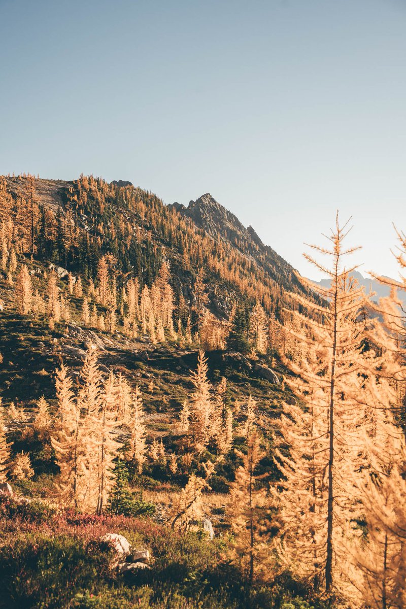 Peak larches in the North Cascades sure are something special 🍂