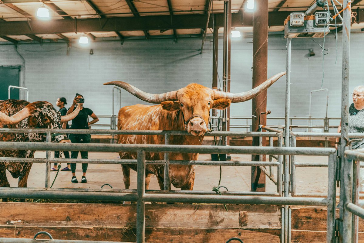 theurbanjeanius's tweet image. Little known fact about me, I was in 4H for a few years when I was homeschooled. I also won first place in the county fair for baking. 

Shot on #A7III Edited in #Lightroom