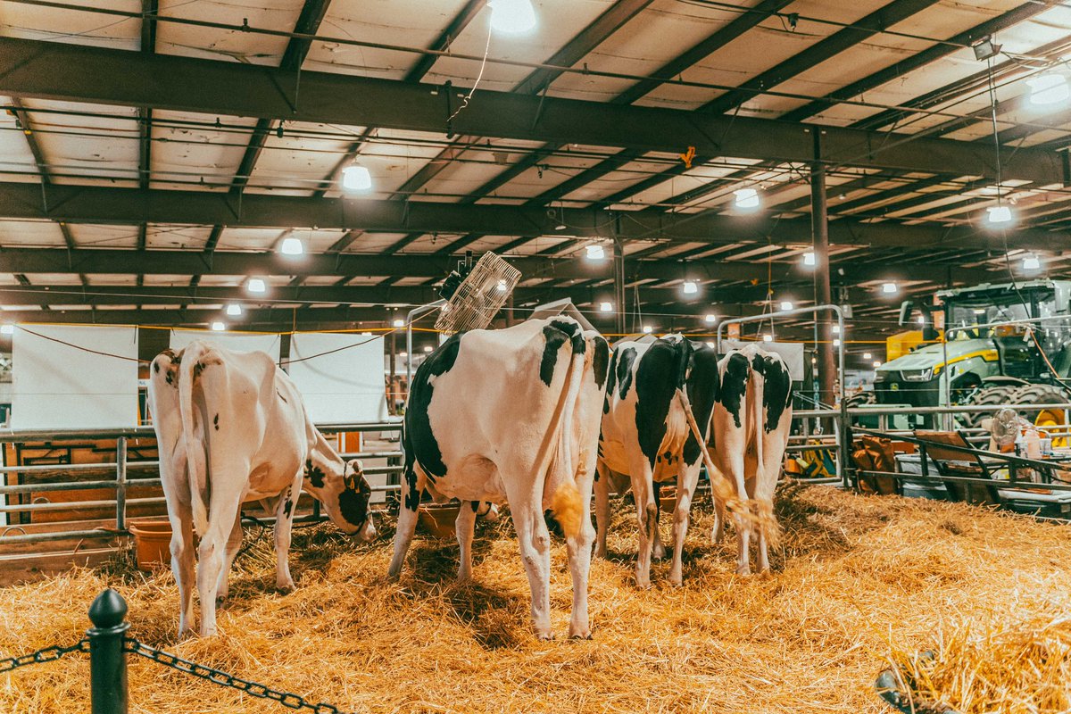 theurbanjeanius's tweet image. Little known fact about me, I was in 4H for a few years when I was homeschooled. I also won first place in the county fair for baking. 

Shot on #A7III Edited in #Lightroom
