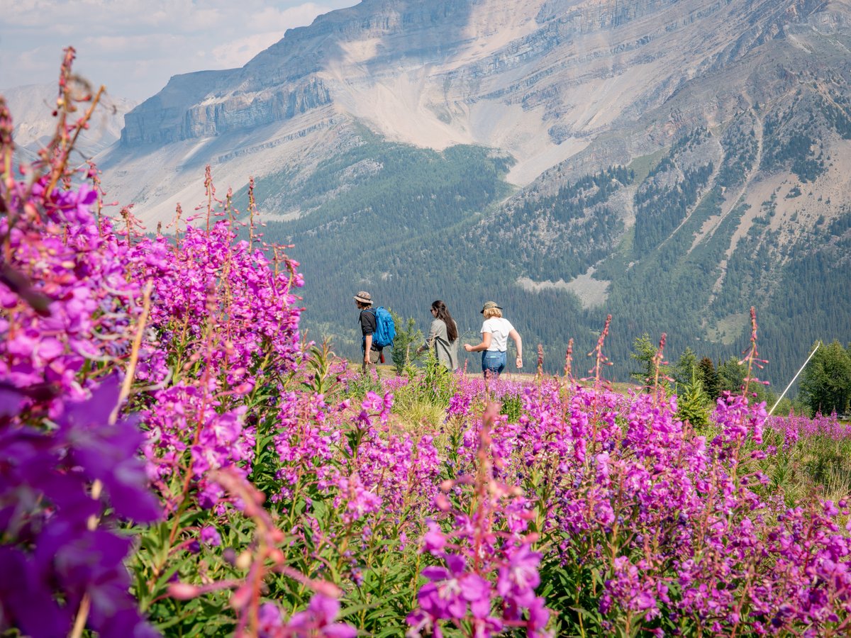 Thanks to all our summer visitors! Gearing up for winter and can't wait to see you on the slopes. 📅 Winter kicks off Nov 10!

#skilouise #lakelouise #justlakeit