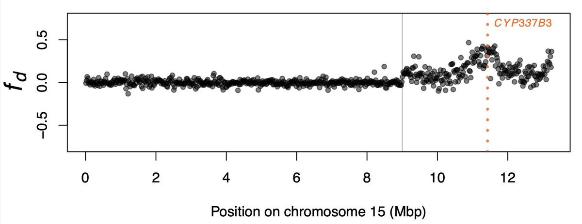 Check out our new preprint on invasive Helicoverpa armigera in North America — feedback welcome! biorxiv.org/cgi/content/sh… Rapid evolution of pesticide resistance in native H. zea via two independent processes: (1) introgression from an invasive species, and (2) strong selection