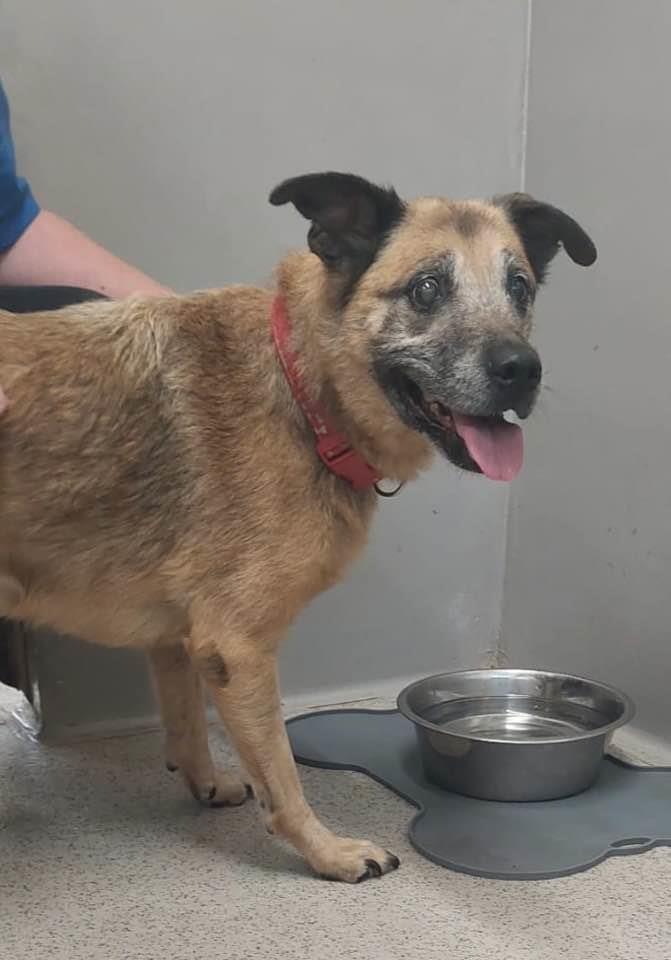 Urgent, please retweet to help Holly find a home #LANCASHIRE #UK Sweet Lurcher x Labrador aged 14!! She was saved from being dumped on the streets. Holly is blind. She may be able to live with a calm dog🐶✅ DETAILS or APPLY👇 bleakholt.org/lancashire-ani… #dogs #Preston…