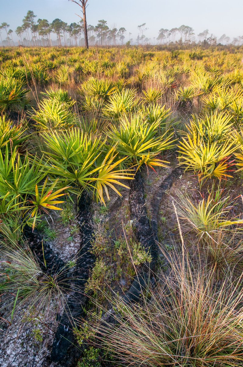 Botanical Society of America tweet media