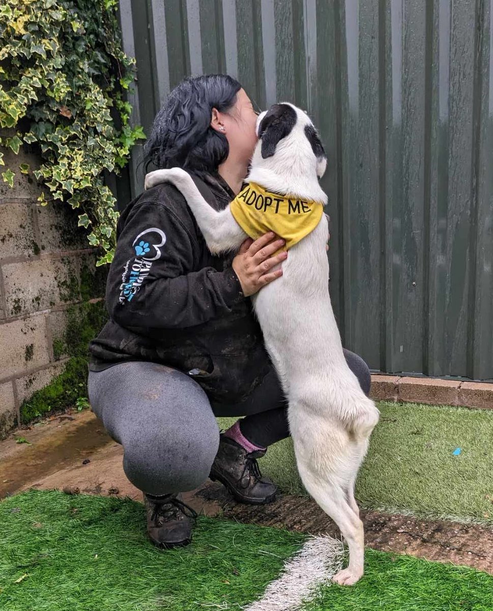 We have so many lovely dogs looking for homes at the moment (including the gorgeous Bea). By choosing to adopt you can save a life, open up a kennel space, and make a new best friend ❤️🐾

pawprints2freedom.co.uk/adopt

#AdoptAShelterDogMonth #AdoptDontShop #adoptable