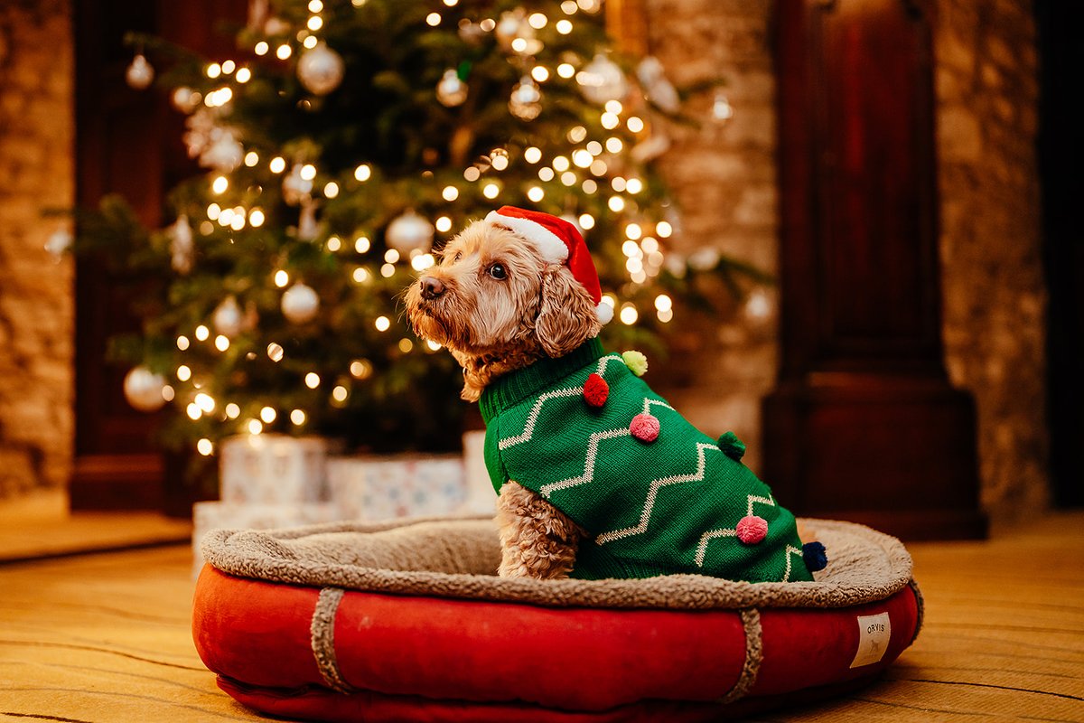 Don't let the weather fool you, Christmas is just 11 weeks away!🎄 Make yourself at home with us this Christmas, just like Stanley 🐾 , with festive dining and breaks away for the big day available at all of our properties. Christmas with Exclusive bit.ly/3RJdpOo