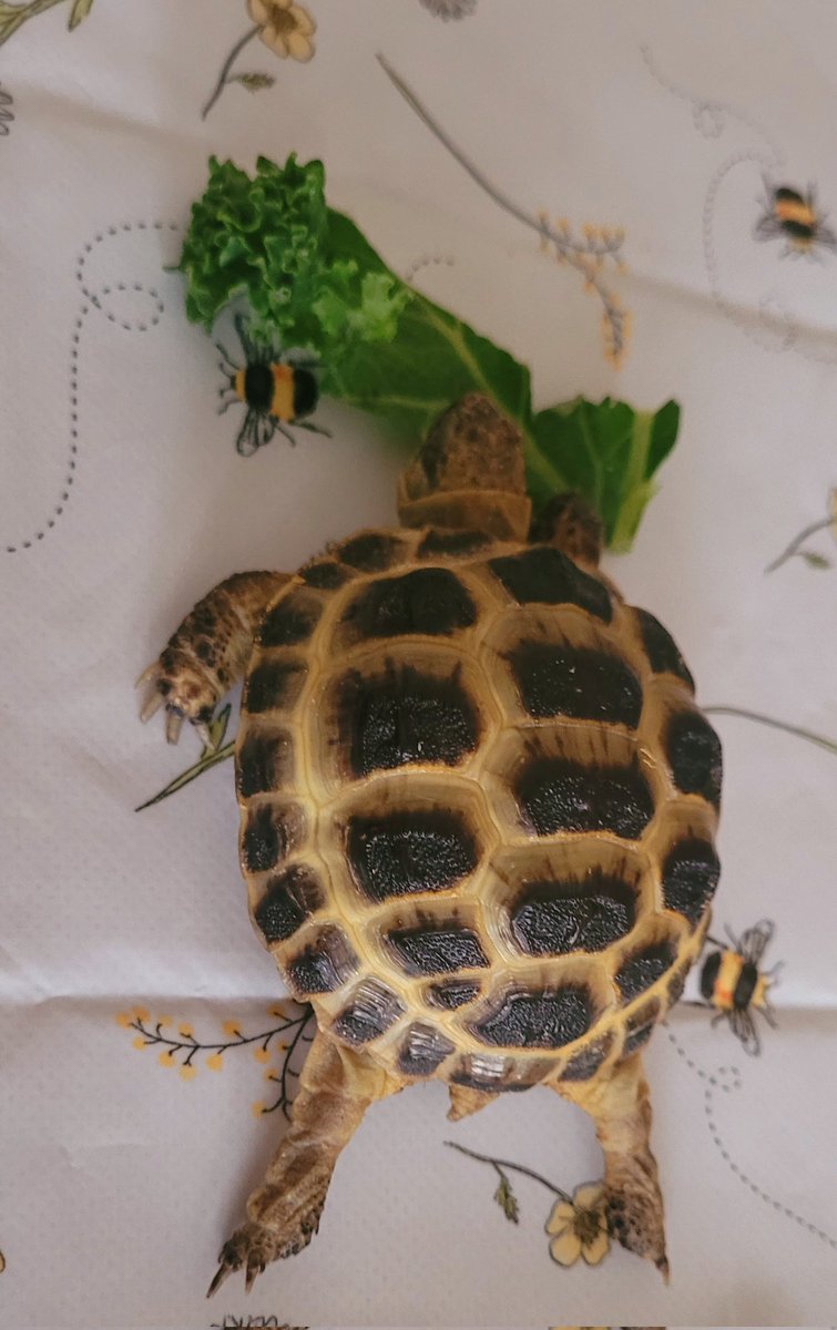 Jen4Stu's tweet photo. Hope sheldon had a lovely time, we loved him visiting x @TrumacarPrimary https://t.co/lXXP9SUDs3