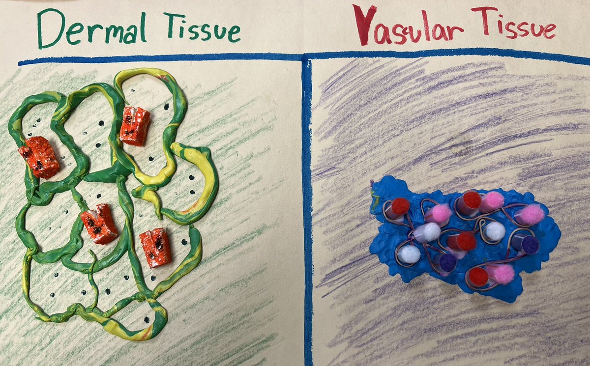 6th grade at EV had fun learning about cellular plant tissues with models! Dermal vs. Vascular tissue…
