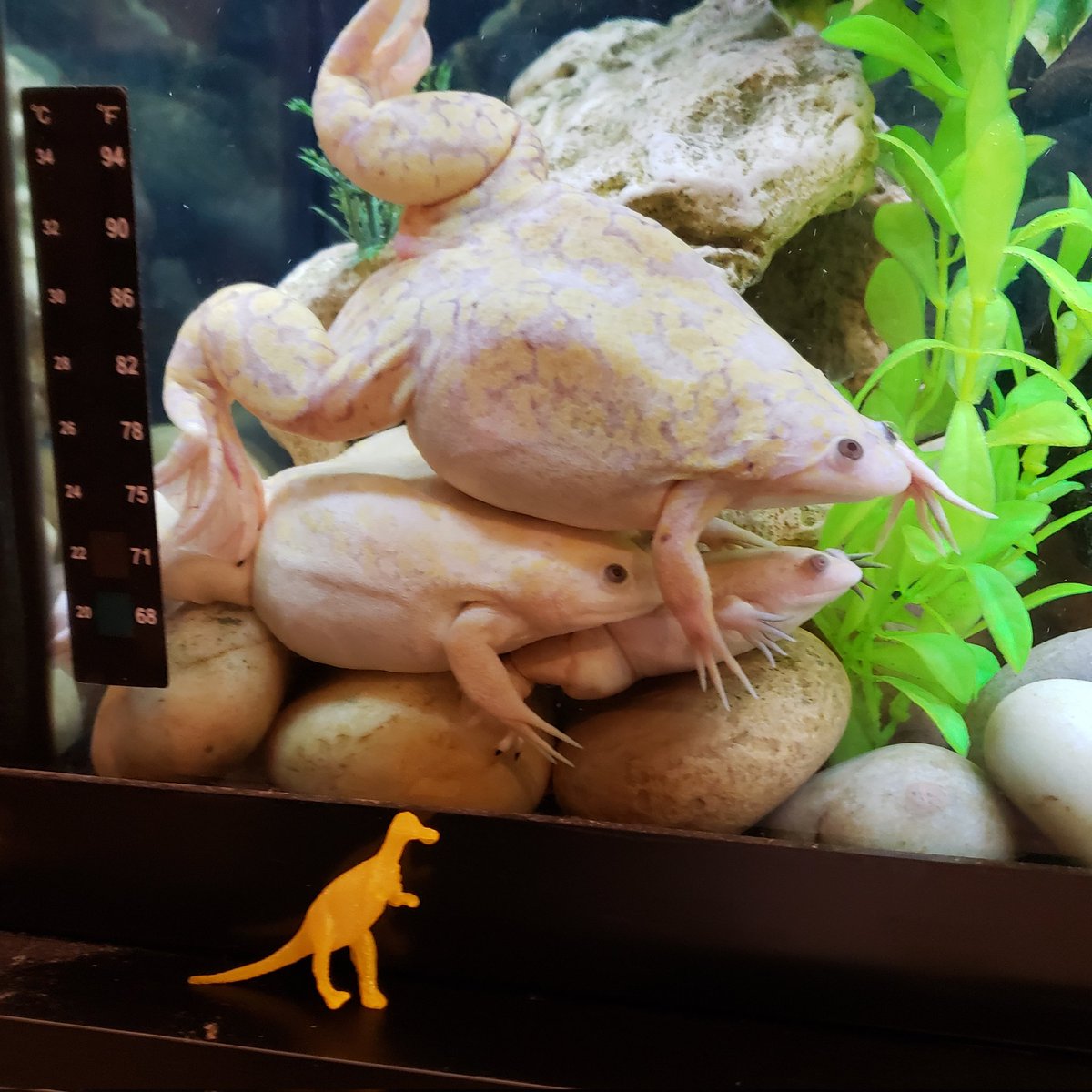 kelsey wailes🐳 (@eattoast3) / X