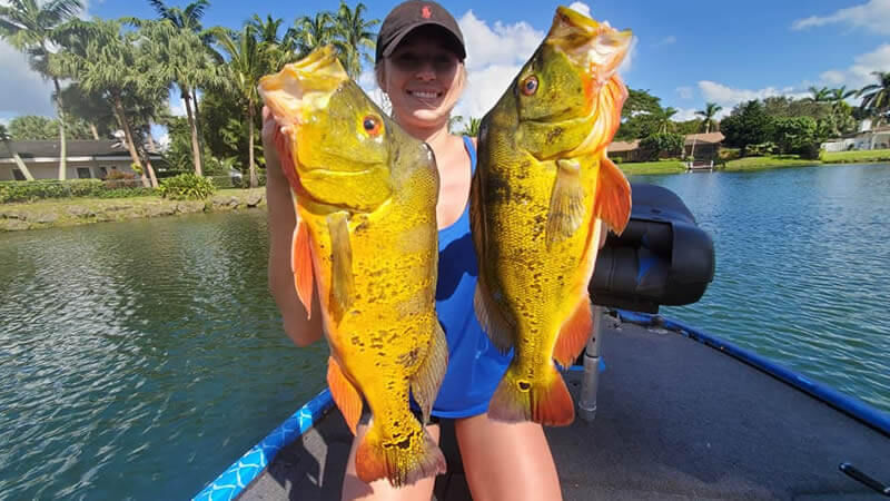 Monday Spotlight 💡 on this week's #fishingguide legend!
Capt Robert Miley catches weekly in Miami for #peacockbass.

Meet Capt Bob 👉 bit.ly/3QJc0qE

#fishing #fishinglife #guideservice #fishingcharter <a href="/BassProShops/">Bass Pro Shops</a> <a href="/BassFishnTips/">Bass Fishing Tips</a> <a href="/Take_Me_Fishing/">Take Me Fishing</a> <a href="/MartinTruex_Jr/">Martin Truex Jr.</a>