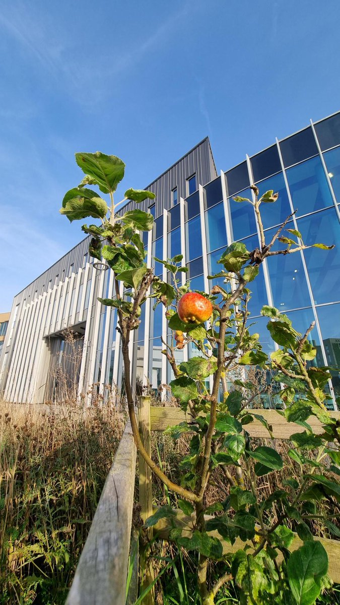 Did you know...

The Isaac Newton Building was named in remembrance of Sir Isaac Newton, and we have three apple trees on campus, which are direct descendants of the original apple trees at Woolsthorpe Manor National Trust where he discovered gravity.