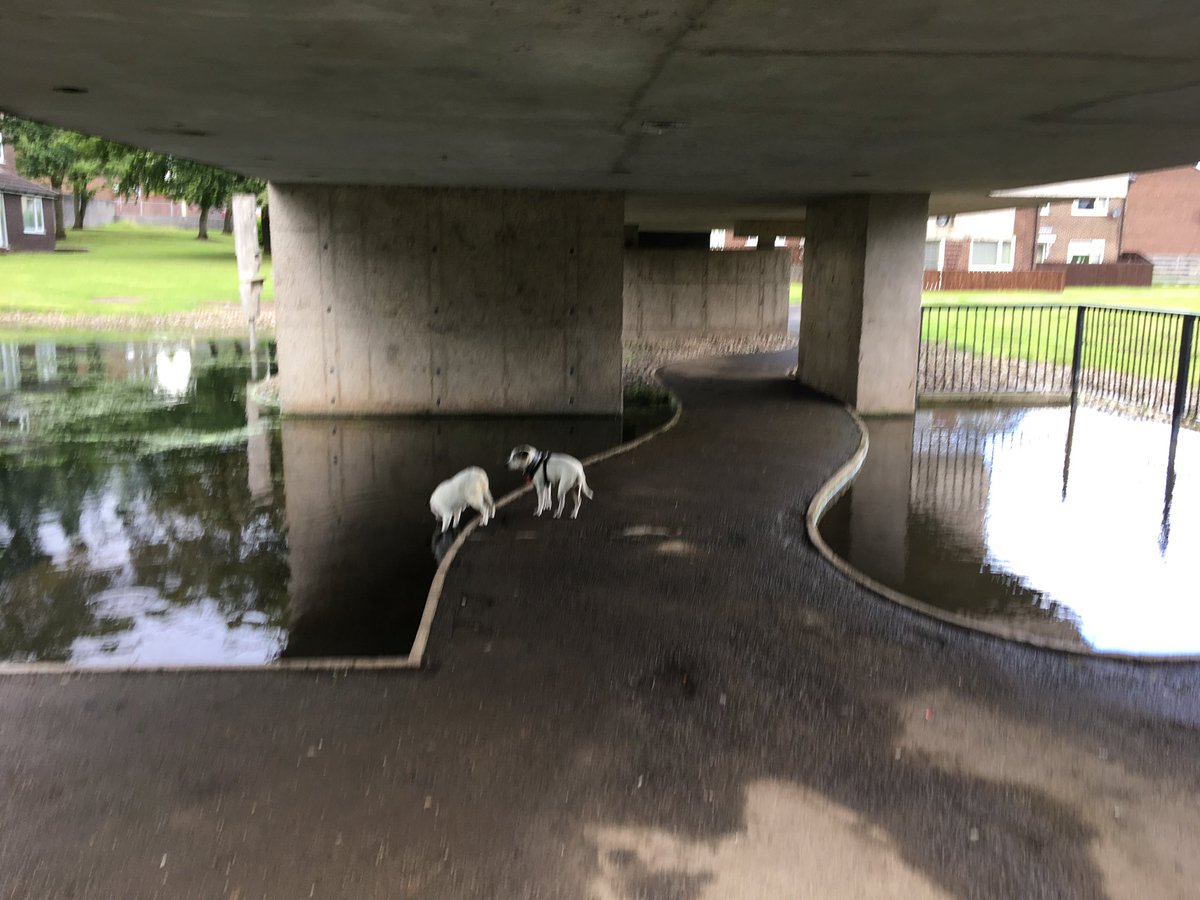 PoochManor's tweet photo. @JamesODavies @MunicipalDreams Took my dogs to see it a couple of years ago. It got the paws up https://t.co/TOJssijhM9
