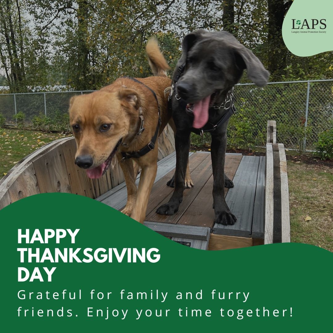 Langley Animal Protection Society tweet media