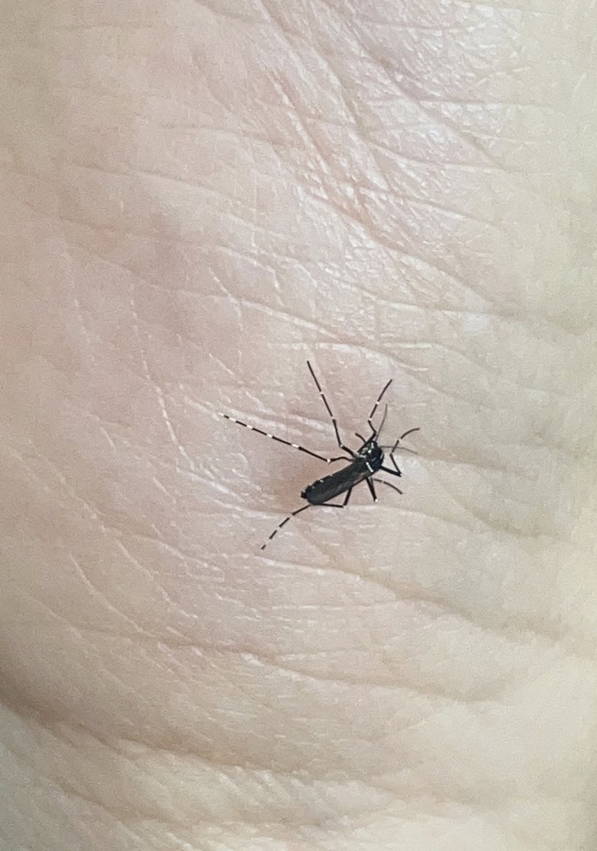 mosquito_web's tweet photo. Esta fotografia é o primeiro registo do mosquito-tigre-asiático (Aedes albopictus) em Lisboa! Recebida pelo MosquitoWeb em setembro de 2023. Participe no https://t.co/Aevji1EKlY https://t.co/gyFPYPQEMb