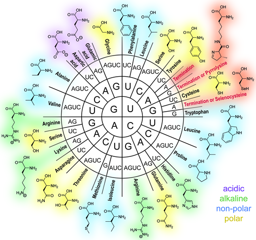 Amino Acids Protein Chart