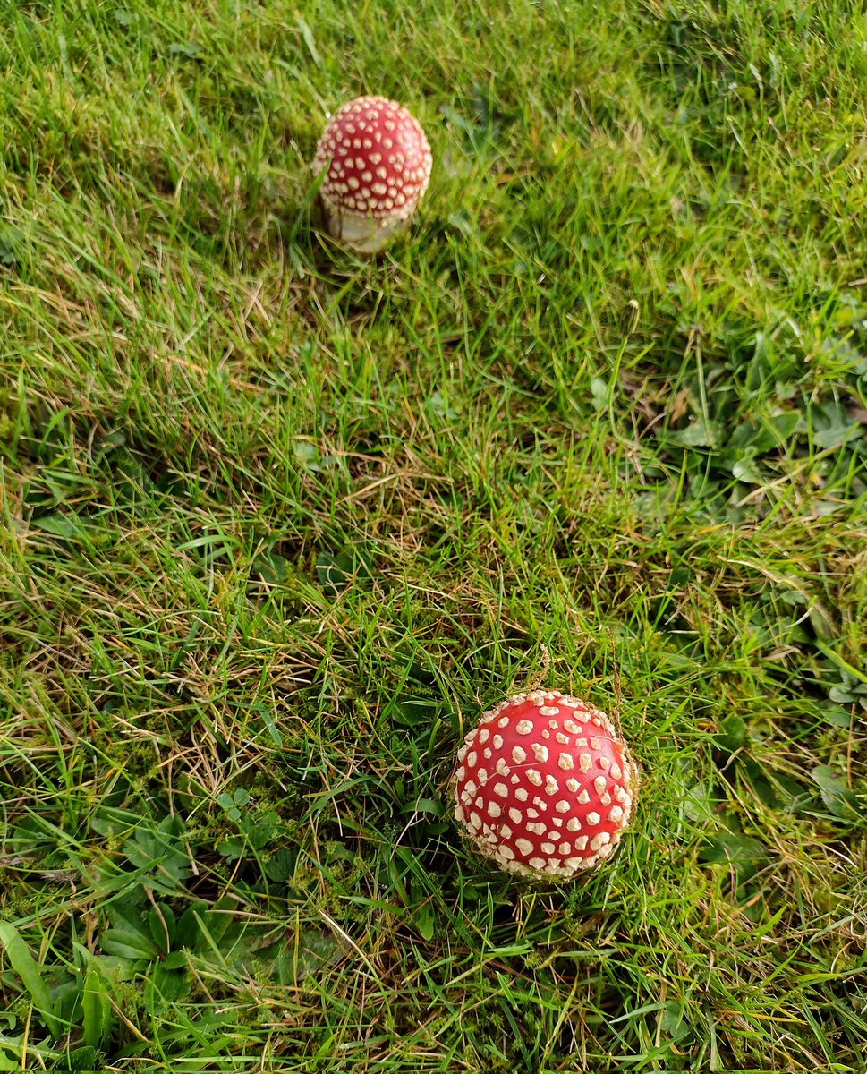 Porcini are really firing now. #foraging #mushrooms