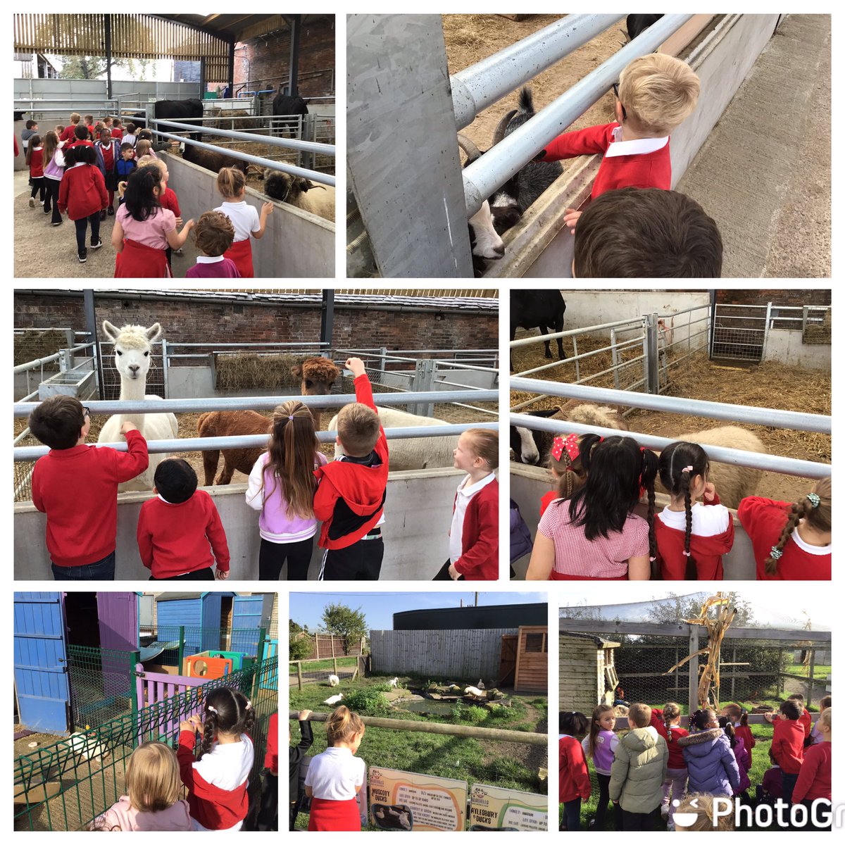 Year1Allenton's tweet photo. Year 1 had an amazing time at Bluebells farm today, meeting and learning about lots of different animals and exploring the pumpkin patch! 🎃🐄🐘🐑 @AllentonEnrich1 https://t.co/56xRYKHrXs