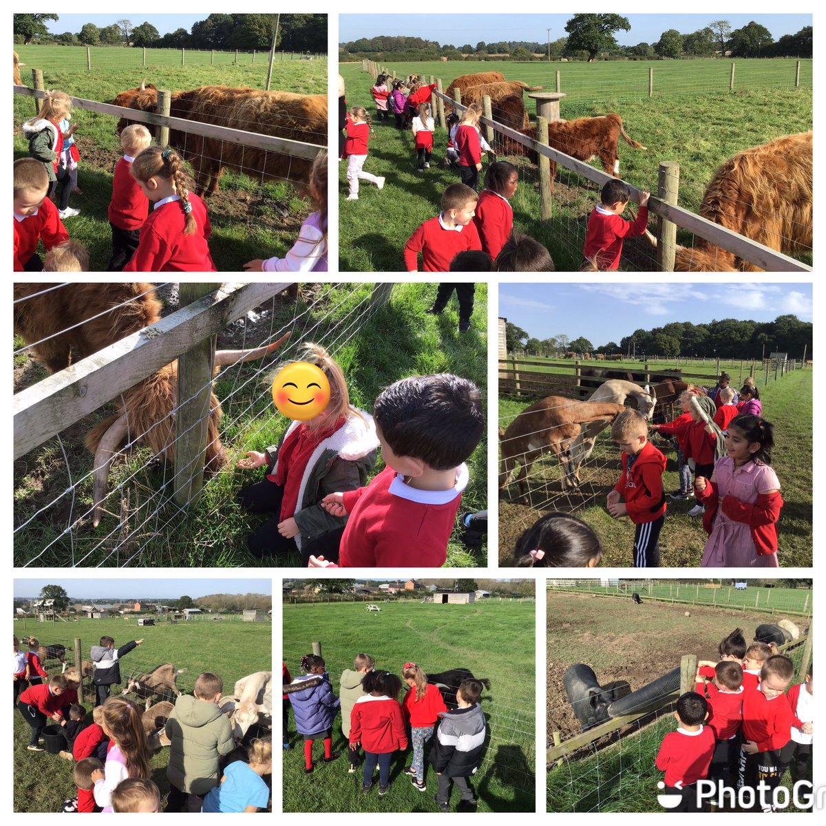 Year1Allenton's tweet photo. Year 1 had an amazing time at Bluebells farm today, meeting and learning about lots of different animals and exploring the pumpkin patch! 🎃🐄🐘🐑 @AllentonEnrich1 https://t.co/56xRYKHrXs