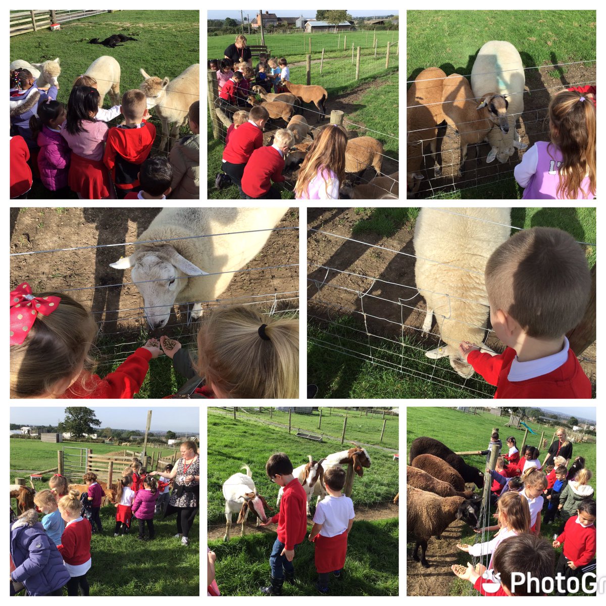 Year1Allenton's tweet photo. Year 1 had an amazing time at Bluebells farm today, meeting and learning about lots of different animals and exploring the pumpkin patch! 🎃🐄🐘🐑 @AllentonEnrich1 https://t.co/56xRYKHrXs