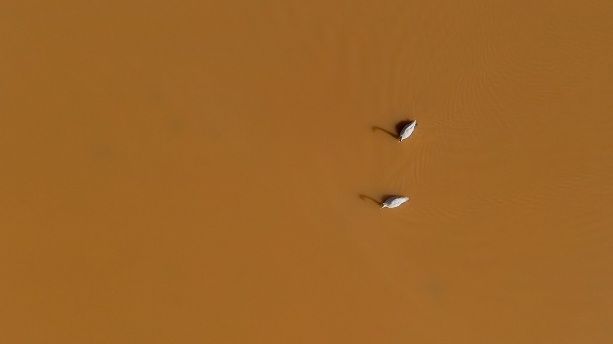 EcologyRivers's tweet photo. Selbrigg pond today after lots of sediment runoff from a nearby construction. This was nearly gin clear a few weeks ago when we were filming Pike. The river Glaven has also been hugely affected by this event. Dreadful to see. https://t.co/H5P0FIycDw