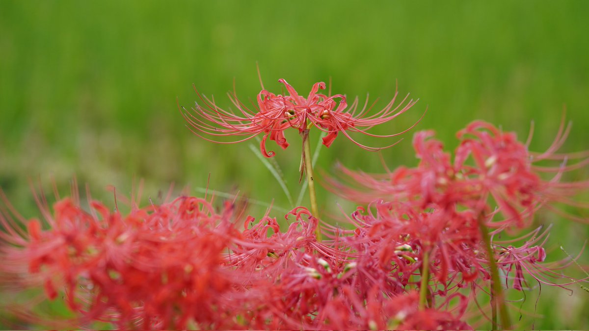 kimagure1290's tweet photo. 一気に秋がきたって感じがする
#カメラ初心者
#α6400
#SIGMA https://t.co/8xg33UKQap