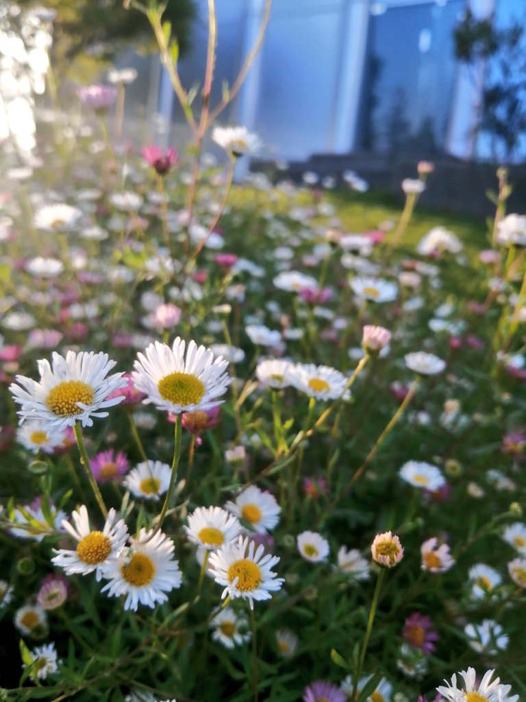 aleparco's tweet photo. Saval en primavera. https://t.co/v8n4FYXIAI