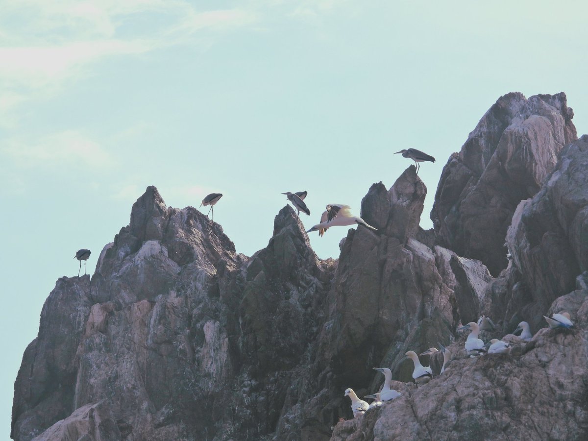 With the season ending the Gannets had some tough competition for the top spot on Les Etacs colony last week! #Alderney @AlderneyWT @Britnatureguide