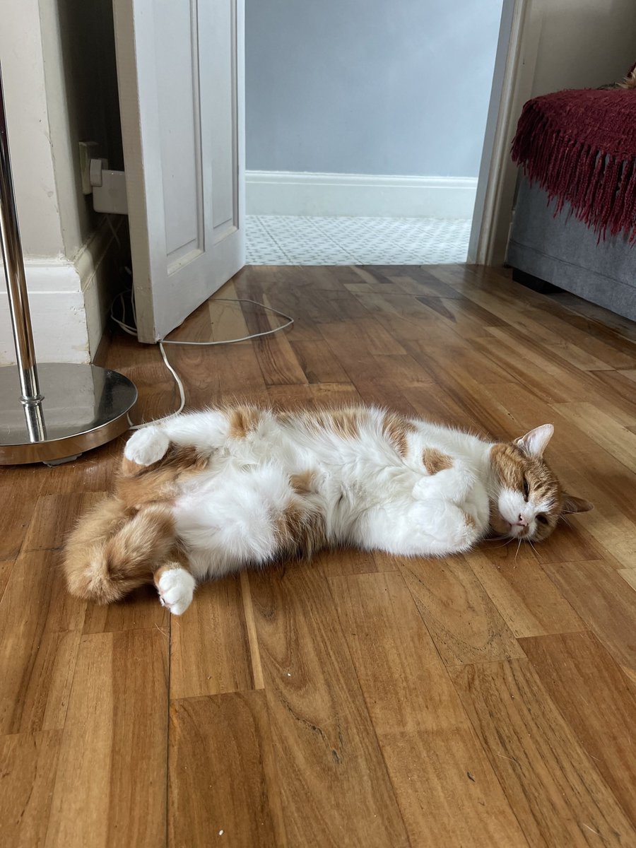 AnnaArrieta1's tweet photo. Heartbroken to have lost my cat Figgie today 💔 she was quite naughty but always a joy ❤️ Rest in peace sweetie xxx https://t.co/jYQgRr6vMb