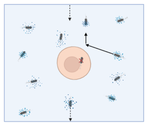 Cells sense their environment better by measuring longer - but what if the environment changes? We take a simple model of a cell sensing chemicals secreted by moving bacteria, and show how the cell's optimal behavior depends on bacterial density + dynamics arxiv.org/abs/2310.00062
