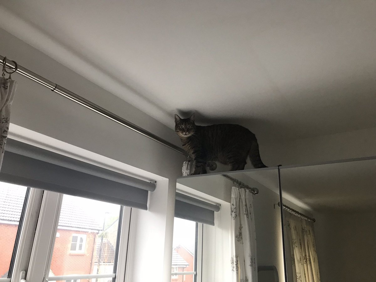 thompson_jojo76's tweet photo. @JaneFallon It’s not always easy being a cat Mum @JaneFallon https://t.co/2vHkVxWWzl