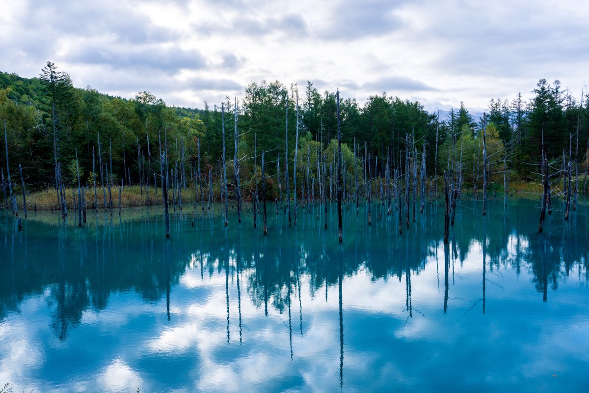 YamashitaPhoto's tweet photo. Blue Pond: Hokkaido’s famous Biei Blue Pond was made by accident, as the by-product of attempts to control mudslides. Aluminum from the soil seeping into the water scatters the sunlight causing the pond to look blue. But depending on the time of day and the light, the reflection can also look green and every shade in between. #bluepond #blue