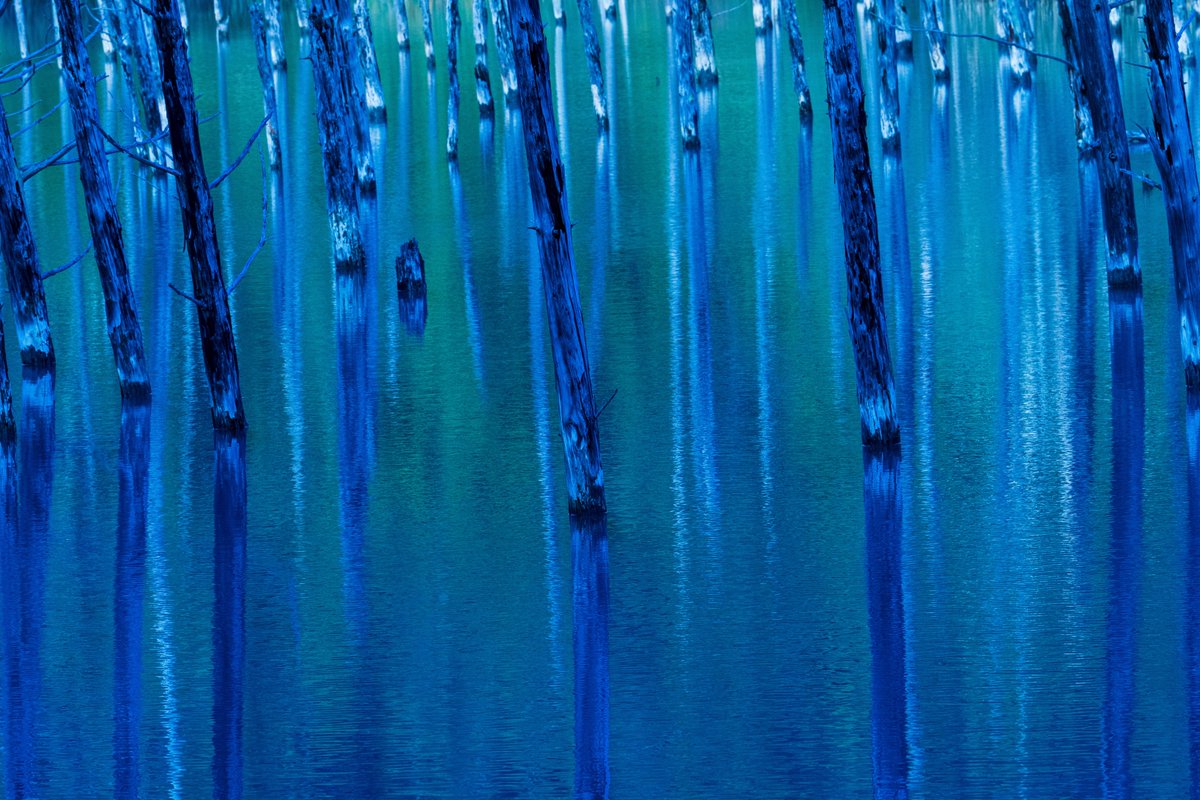 YamashitaPhoto's tweet photo. Blue Pond: Hokkaido’s famous Biei Blue Pond was made by accident, as the by-product of attempts to control mudslides. Aluminum from the soil seeping into the water scatters the sunlight causing the pond to look blue. But depending on the time of day and the light, the reflection can also look green and every shade in between. #bluepond #blue