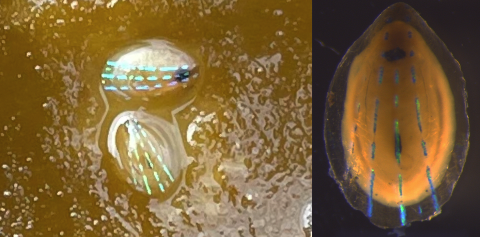 Carmel McDougall (@drcarmelmc) on Twitter photo PhD opportunity in my group investigating molecular mechanisms of biological patterning using the blue-striped limpet as a model. Based at St Andrews, Scotland, and co-supervised by <a href="/VS_Marine/">Vicky Sleight</a>! Deadline 27/11/23. More details: findaphd.com/phds/project/e… mcdougall-lab.com PhD opportunity in my group investigating molecular mechanisms of biological patterning using the blue-striped limpet as a model. Based at St Andrews, Scotland, and co-supervised by <a href="/VS_Marine/">Vicky Sleight</a>! Deadline 27/11/23. More details: findaphd.com/phds/project/e… mcdougall-lab.com