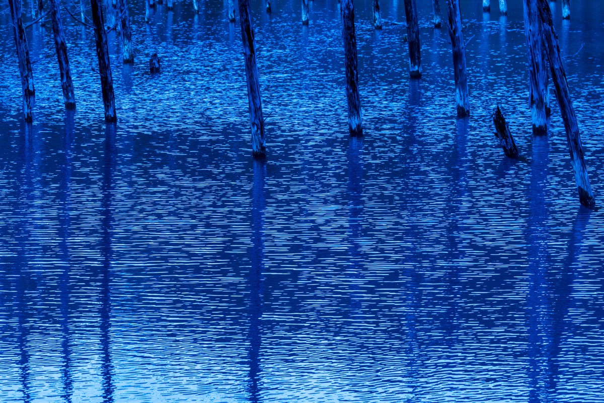 YamashitaPhoto's tweet photo. Blue Pond: Hokkaido’s famous Biei Blue Pond was made by accident, as the by-product of attempts to control mudslides. Aluminum from the soil seeping into the water scatters the sunlight causing the pond to look blue. But depending on the time of day and the light, the reflection can also look green and every shade in between. #bluepond #blue