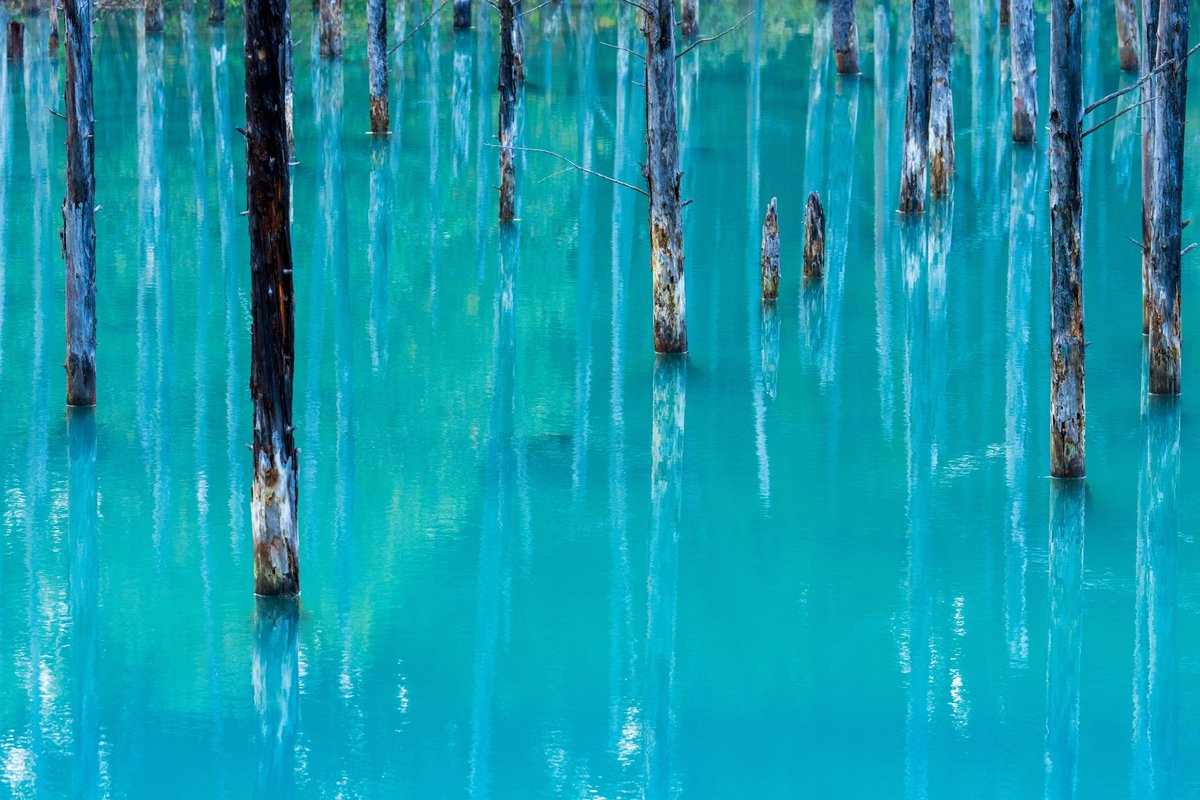 YamashitaPhoto's tweet photo. Blue Pond: Hokkaido’s famous Biei Blue Pond was made by accident, as the by-product of attempts to control mudslides. Aluminum from the soil seeping into the water scatters the sunlight causing the pond to look blue. But depending on the time of day and the light, the reflection can also look green and every shade in between. #bluepond #blue
