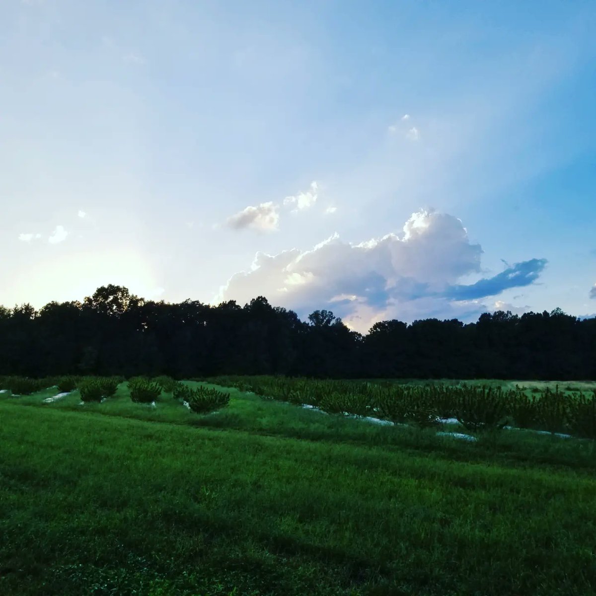 whitthemp's tweet photo. It's Harvest Season at the Farm!  As we embark on our 8th year,  we are incredibly thankful for the overwhelming support.  With our mission to save our family tobacco farm, we are focusing on the future  https://t.co/W5YrroWZ0P 
(Enjoy our 50% off Friends &amp; Family Discount) https://t.co/uT2LQBBwSq